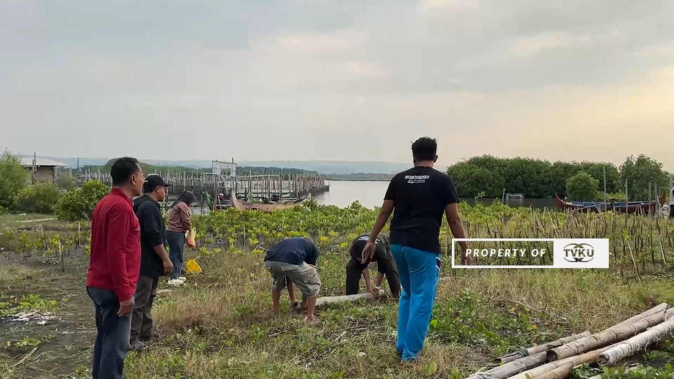 Tim PPKO HIMA Sistem Informasi UDINUS Tanam Mangrove Di Pesisir Pantai Tirang